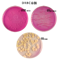 DRBC֬
